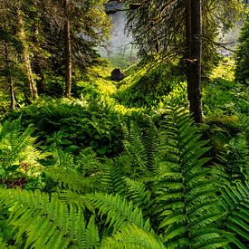Jungle by Einhorn Fotografie