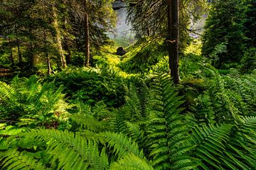 Forêt vierge sur Einhorn Fotografie