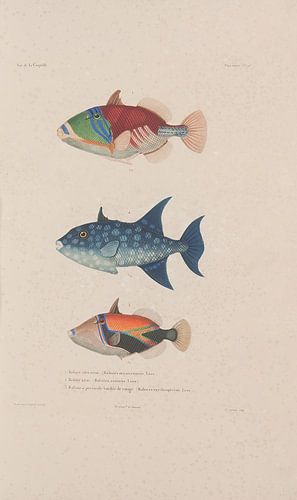 Voyage autour du monde, 1826 - Collectie Teylers Museum