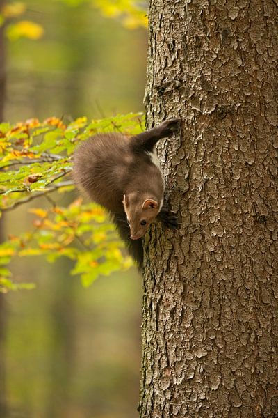 Beech Marten / Stone Marten ( Martes foina ) climbing up a tree, turning around by wunderbare Erde