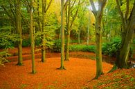 Herfst in het bos van Michel van Kooten thumbnail