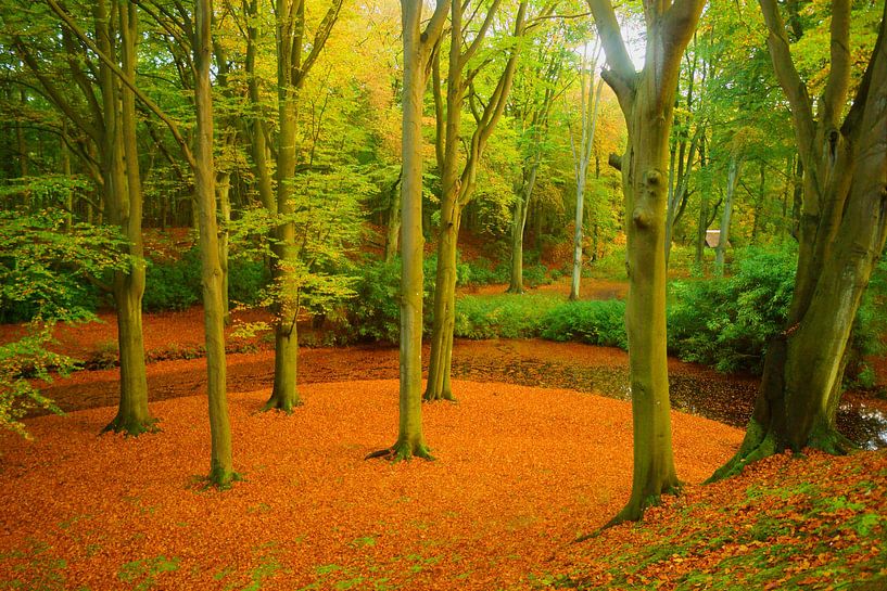 Herfst in het bos van Michel van Kooten