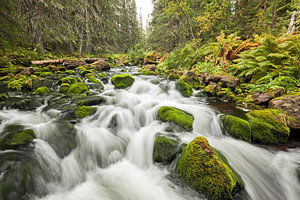 kraftvolle Bach Njupån im Nationalpark Fulufjället , Schweden.