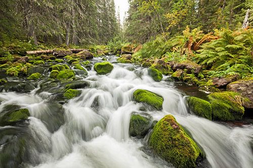 krachtige Njupån stroom in het Fulufjället Nationaal Park, Zweden.