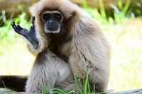 Waving monkey has its day