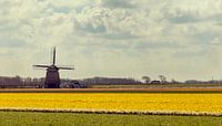 Oer hollands