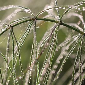 Pferdeschwanz mit Tautropfen von Linda de Klein