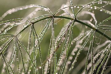 Horse's tail with dewdrops
