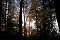 Het zonlicht verlicht de bomen in het bos