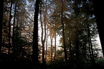 Het zonlicht verlicht de bomen in het bos van cuhle-fotos