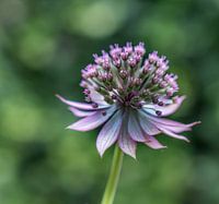 Zeeuwse bloem