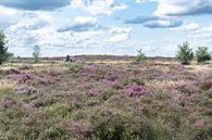 Tijdloze Schoonheid: Bloeiende Heide op de Holterberg van Remco Ditmar thumbnail