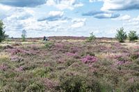 Timeless Beauty: Flowering heather on Holterberg mountain