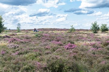 Flowering heather on the Holterberg by Remco Ditmar