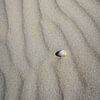 Coquillage sur la plage de sable de la mer du Nord sur Dave Zuuring