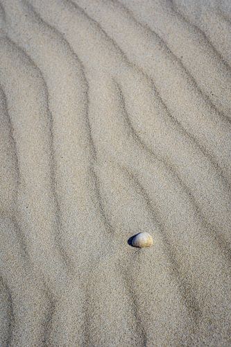Schelp op het strand in het Noordzee zand