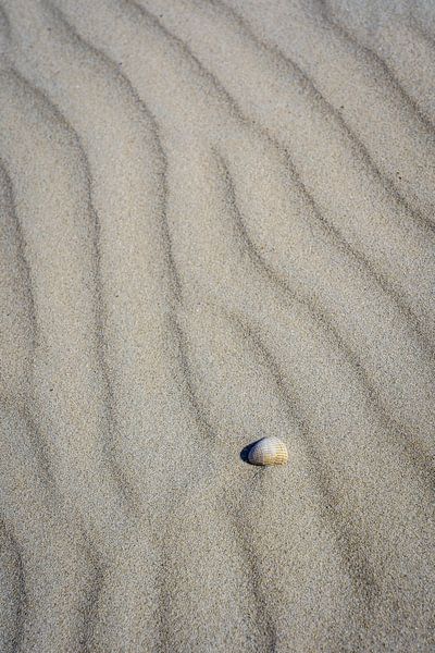 Schelp op het strand in het Noordzee zand van Dave Zuuring