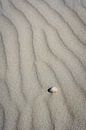 Schelp op het strand in het Noordzee zand van Dave Zuuring thumbnail