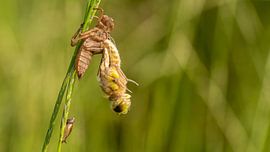 Vierfleck-Libelle von Henk Roosing