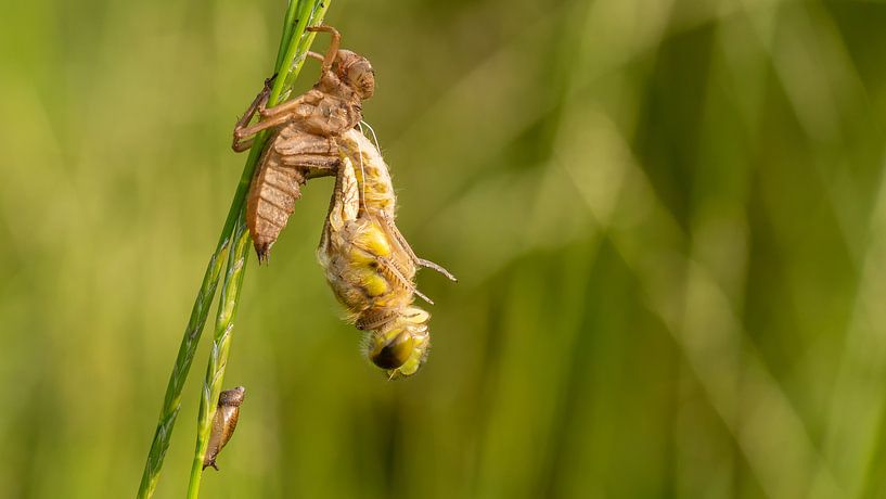 four-spot dragonfly by Henk Roosing