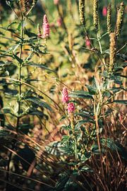 Wildblumen auf einer sommerlichen Wiese – Botanische Atmosphäre von Milene van Arendonk