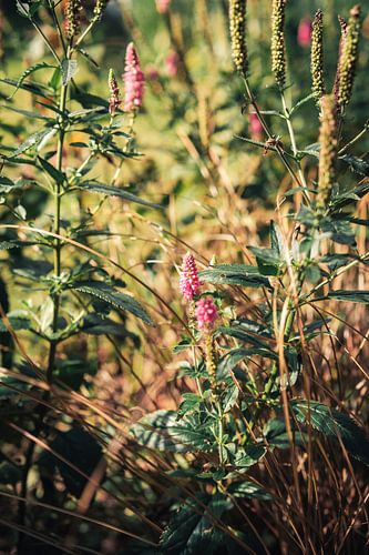 Wilde Bloemen in het Zomerse Veld – Botanische Sfeer