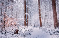Love winter van Wim van D thumbnail