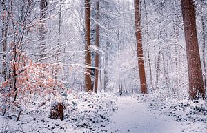 Love winter van Wim van D