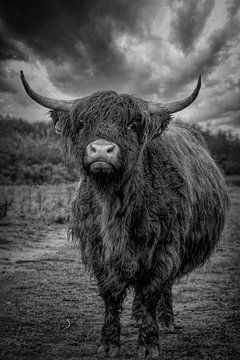 Schottischer Highlander: zähe, nasse Kuh im Regen in Schwarz und Weiß