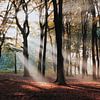Sonnenstrahlen durch den Hoekelum-Wald (Ede, Niederlande) von Ben Nijenhuis