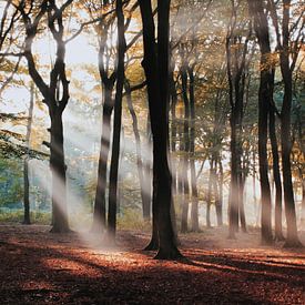 Sunbeams through the forest 'Hoekelumse bos' sur Ben Nijenhuis