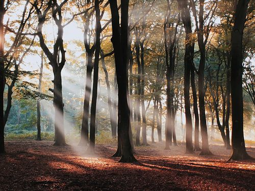 Sonnenstrahlen durch den Hoekelum-Wald (Ede, Niederlande) von Ben Nijenhuis