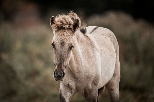 Veulen in Focus Zacht Licht op Jong Leven