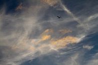 zeelucht met vogel silhouette - 1 van Arnoud Kunst thumbnail