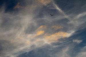Seeluft mit Vogelsilhouette - 1