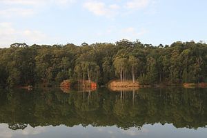 reflectie bomen van Jeroen Meeuwsen