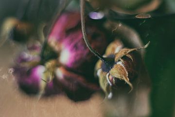 Rozenblaadjes en rozenknoppen van Petra Dreiling-Schewe