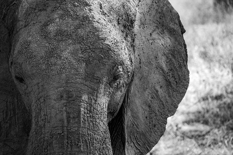 Gros plan sur un éléphant dans le parc national de Tarangire par Cathy Janssens