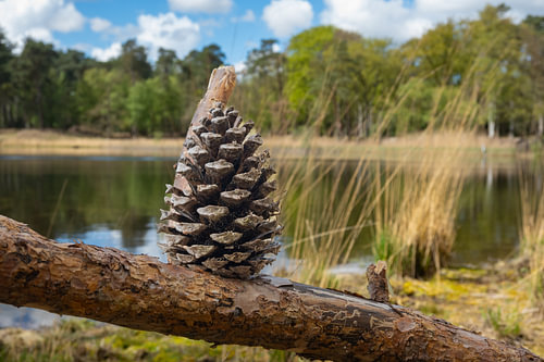 Titel: Denneappel op tak aan water: Rust & Natuur