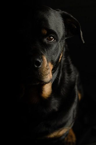 Rottweiler