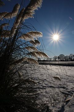 zon, sneeuw, koud, van Gerda Guichelaar