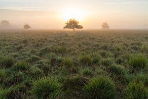 Zonsopgang boven de Heide