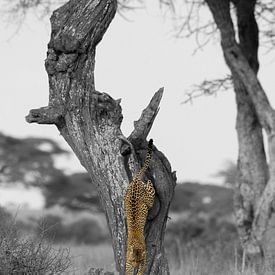 Un léopard saute d'un arbre sur Nils Toonen