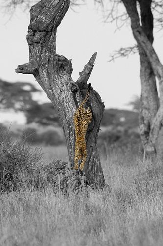 Un léopard saute d'un arbre sur Nils Toonen