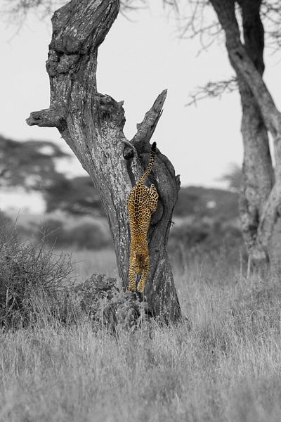 Un léopard saute d'un arbre par Nils Toonen