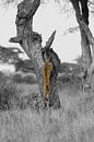 Un léopard saute d'un arbre par Nils Toonen Aperçu