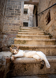 A siesta on the ancient stone staircase by Johan Savelkoul