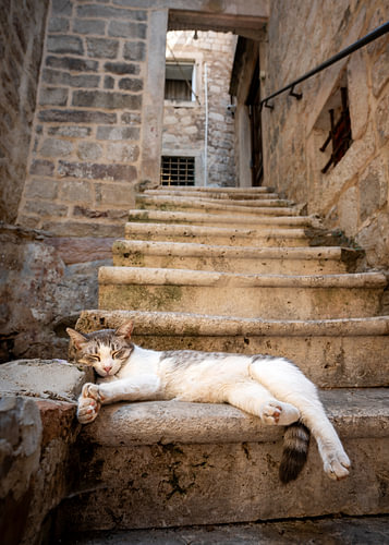 Sieste sur l'escalier en pierre séculaire