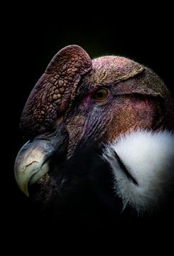 De Condor van jb photography