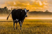 Zonsopkomst op de boerderij #4